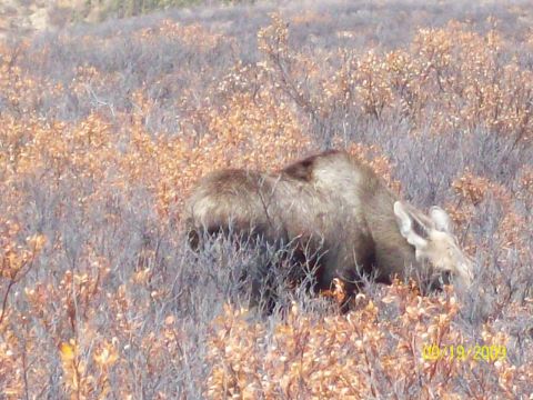 1986 Chevrolet Blazer - A moose is seen grazing in a field filled with dry brush and autumn foliage.