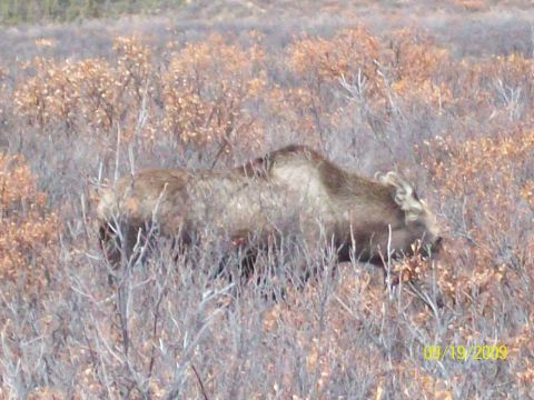 1986 Chevrolet Blazer - A moose is seen foraging in a field of dry vegetation, with a timestamp and website visible on the image.