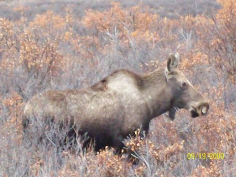 1986 Chevrolet Blazer - A moose stands in a field of brush and dry leaves.