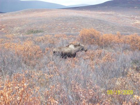 1986 Chevrolet Blazer - A moose wanders through a desolate, brush-filled landscape under a hazy sky. The photo was taken on September 19, 2009.