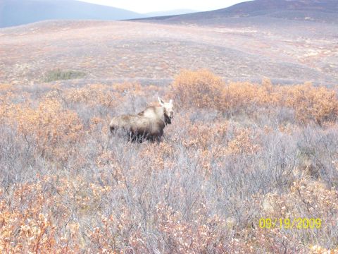 1986 Chevrolet Blazer - A moose stands in a desolate landscape with dry vegetation and rolling hills.