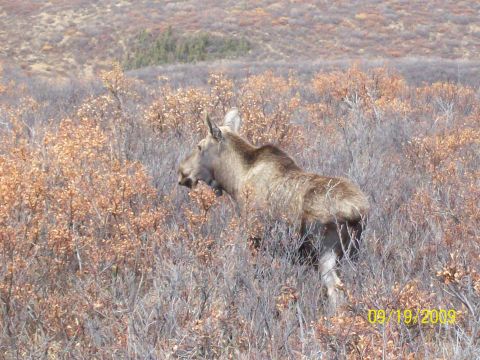 1986 Chevrolet Blazer - A moose wanders through a brushy landscape, with a date stamp indicating the photo was taken on September 19, 2009.