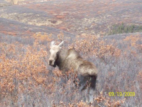 1986 Chevrolet Blazer - A moose stands in a field of dry brush, with a date stamp indicating it was taken on 09/19/2009.