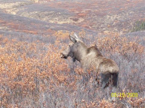 1986 Chevrolet Blazer - A moose stands in a field of dry brush, with hills visible in the distance.
