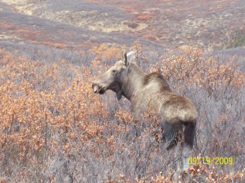 1986 Chevrolet Blazer - A moose stands in a field of dry brush and vegetation under an overcast sky.
