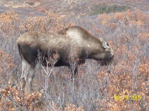 1986 Chevrolet Blazer - A moose is seen grazing in a field of brush and dry grasses.