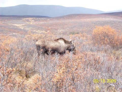 1986 Chevrolet Blazer - A moose is seen grazing in a natural landscape with dry brush and distant hills.