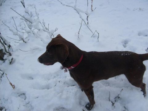 1986 Chevrolet Blazer - A brown dog stands in the snow, looking to the left.