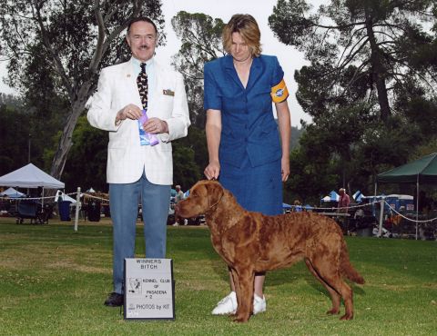 1968 Ford Mustang - A dog show event features a Chesapeake Bay Retriever, handlers, and a 'Winners Bitch' sign from the Kennel Club of Pasadena.