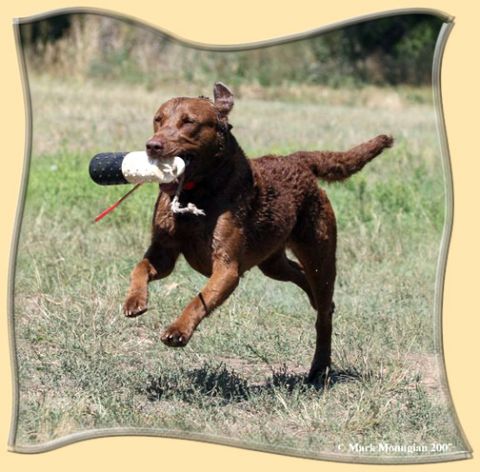 1968 Ford Mustang - Dog retrieving a training dummy during an outdoor exercise session.