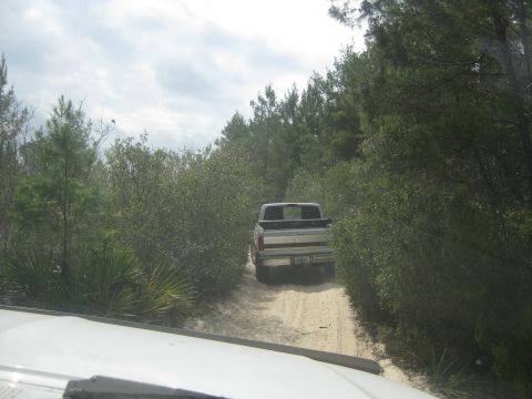 1994 Ford Bronco - Pickup truck driving on a sandy path surrounded by dense vegetation.