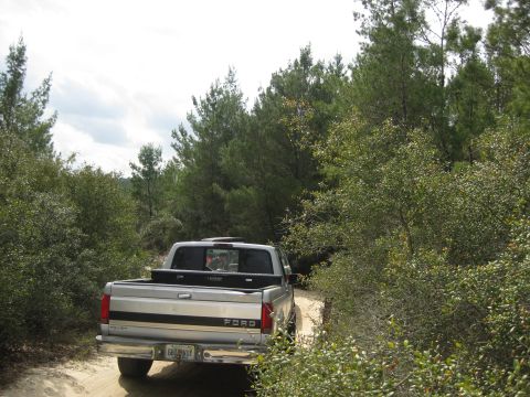1994 Ford Bronco - A silver Ford pickup truck navigates a sandy path surrounded by dense foliage.
