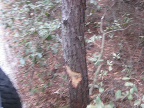 1994 Ford Bronco - A tree stands in a wooded area, with a tire visible on the left side of the frame.