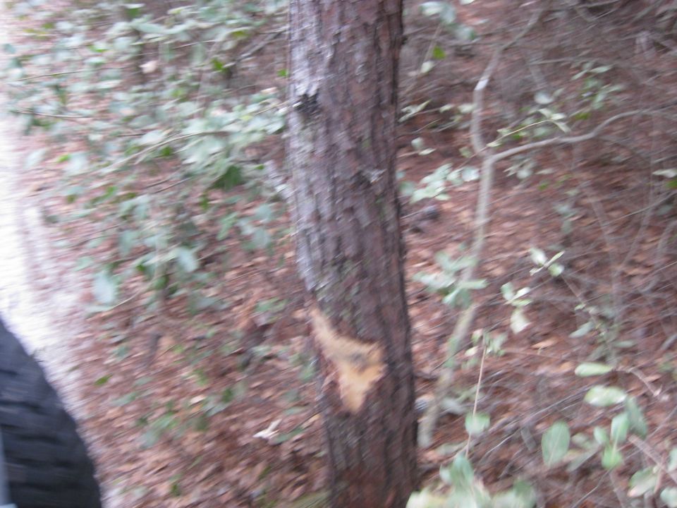 Tree in a wooded area with a tire visible on the left. Supermotors logo in the corner