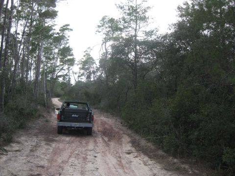 1994 Ford Bronco - A pickup truck navigates a sandy, rutted road surrounded by trees.