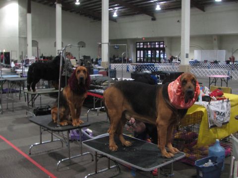 1968 Ford Mustang - Dogs are prepared for a show at the Silver Bay Kennel Club event.