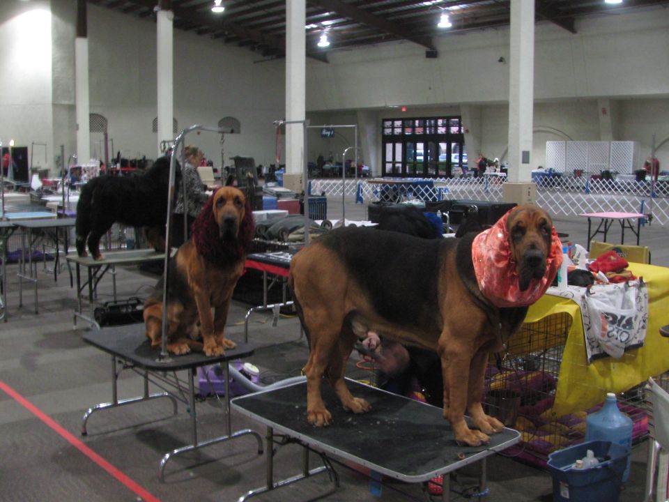 Two bloodhounds and a black dog are on grooming tables inside a large hall