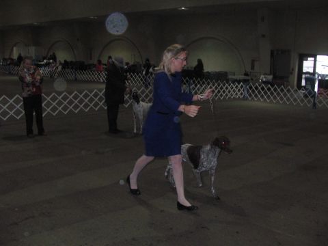 1968 Ford Mustang - A woman guides a dog around a show ring, with other handlers and dogs visible in the background.