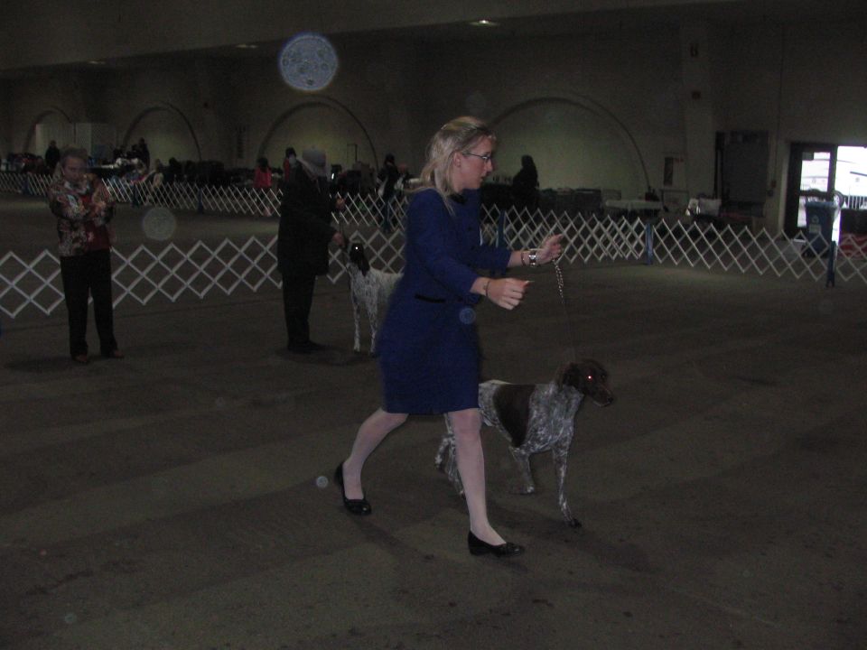 Woman walking a German Shorthaired Pointer in a dog show ring