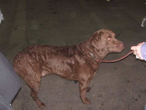 1968 Ford Mustang - A brown dog with a distinctive curly coat stands on a leash, held by a person.