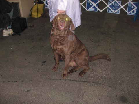 1968 Ford Mustang - A chocolate labrador retriever sits on the ground, with a "Best of Winners" banner visible in the background.