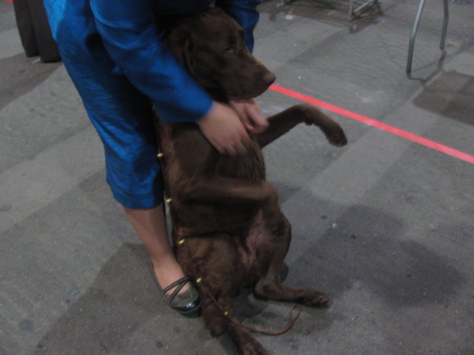 Brown dog held by person