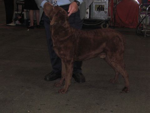 1968 Ford Mustang - A Chesapeake Bay Retriever dog stands next to a person's legs at an event.