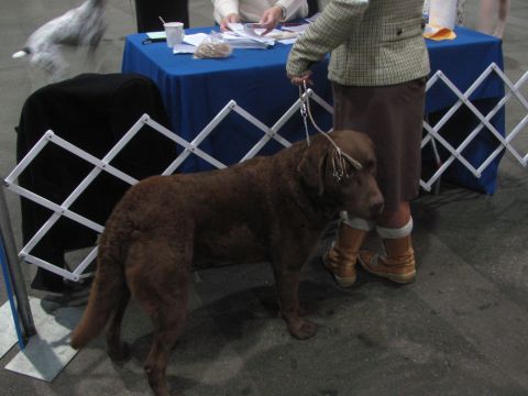1968 Ford Mustang - A brown dog stands on a leash next to its handler at an event with a blue draped table in the background.