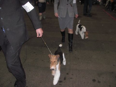 1968 Ford Mustang - Handlers lead wire fox terriers through an indoor event space, likely a dog show.