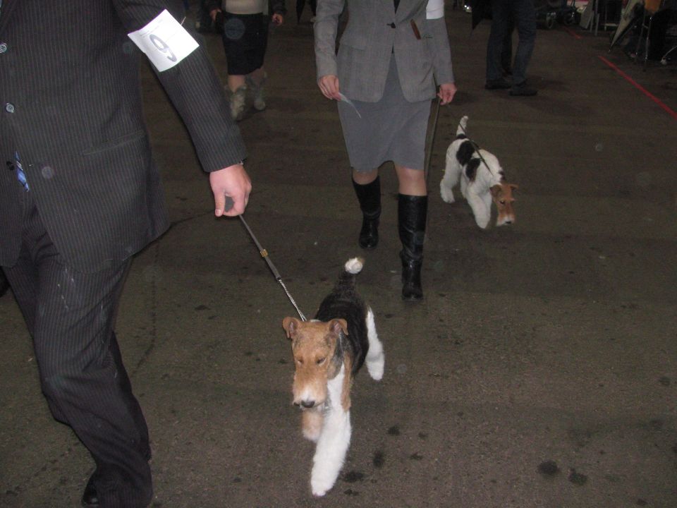 Wire fox terriers with handlers at a dog show
