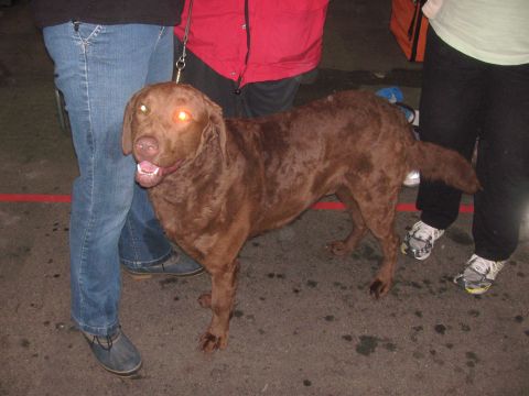 1968 Ford Mustang - A brown dog with glowing eyes stands on pavement, surrounded by people.