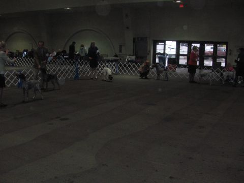 1968 Ford Mustang - Dogs are being presented in a show ring with white barriers separating them from the audience.