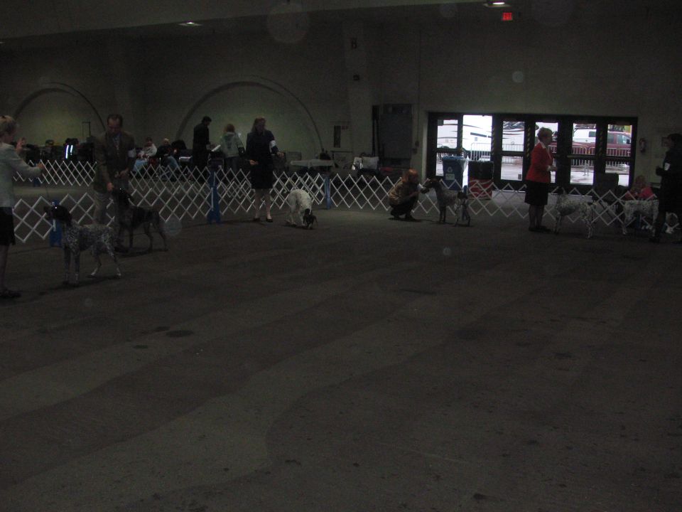 Dogs in a show ring with handlers and spectators