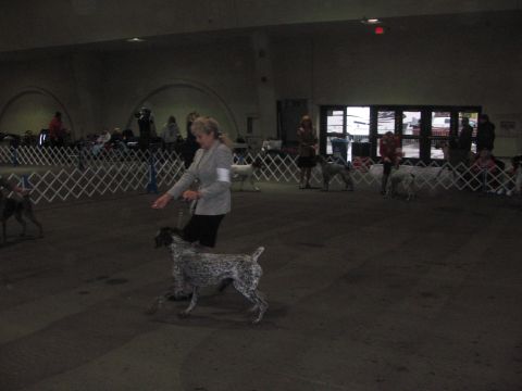 1968 Ford Mustang - A dog show event is underway with handlers and their dogs in a competition ring.