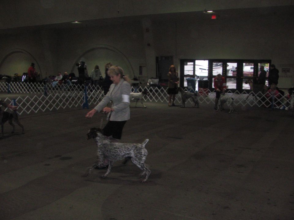 Dog handler with a German Shorthaired Pointer in a competition ring with other dogs and handlers in the background