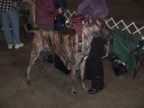 1968 Ford Mustang - A brindle Great Dane stands with its handler at a dog show, adorned with a festive polka dot bow tie.
