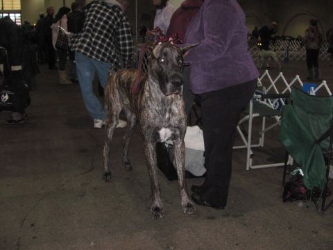 1968 Ford Mustang - A brindle Great Dane dog stands in an indoor venue, possibly a dog show, with people and equipment visible.