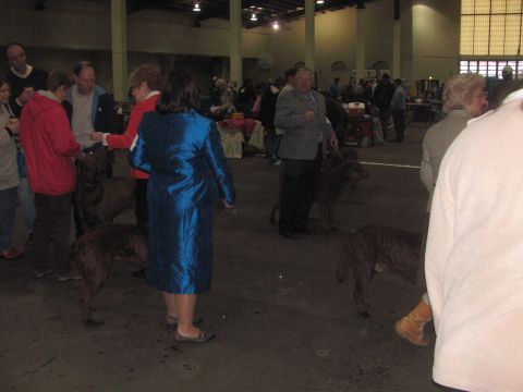 1968 Ford Mustang - People and dogs gather indoors at what appears to be a dog show or competition.