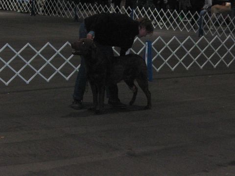 1968 Ford Mustang - A dog is presented by its handler in an exhibition ring.