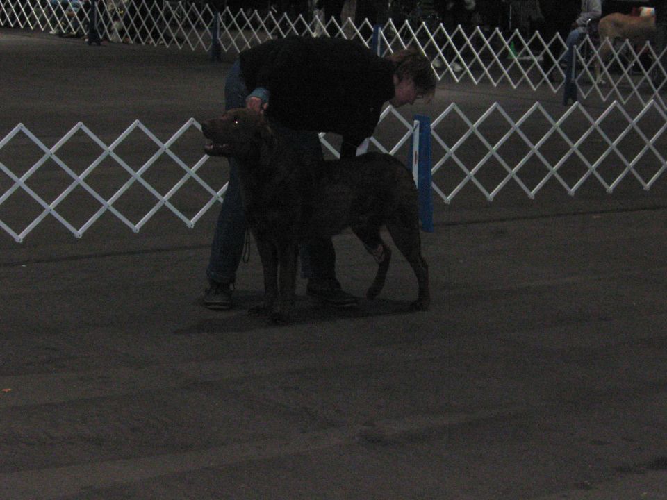 Person handling a dark-colored dog in an indoor arena with white lattice barriers
