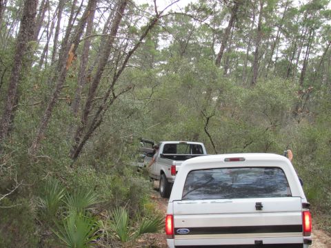 1990 Ford Bronco - Two white pickup trucks drive down a dirt path surrounded by trees and foliage.