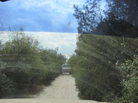 1990 Ford Bronco - A white pickup truck drives down a dusty road through a thicket of trees under a cloudy sky.