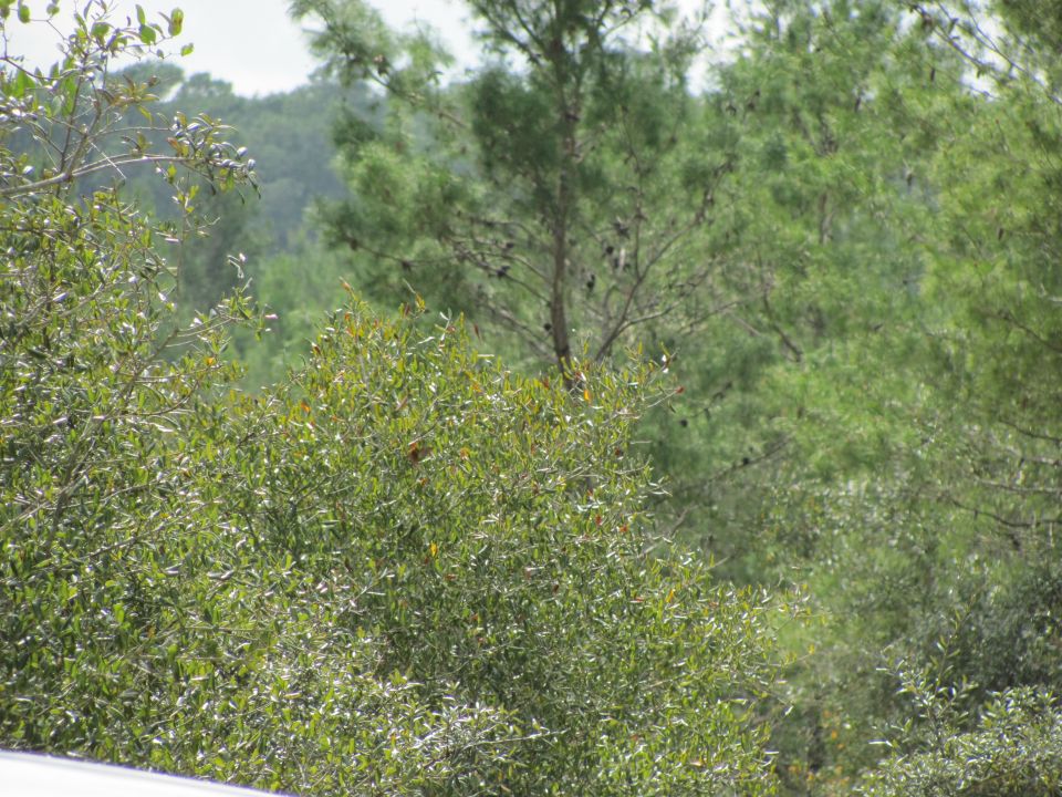 Green trees and foliage with a Supermotors logo in the corner