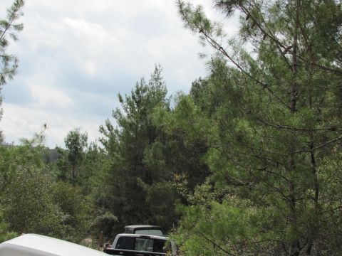 1990 Ford Bronco - Two trucks are visible in a natural setting with dense foliage and a cloudy sky overhead.