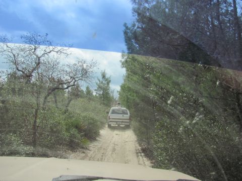 1990 Ford Bronco - Two SUVs travel down a sandy track surrounded by dense vegetation under a cloudy sky.