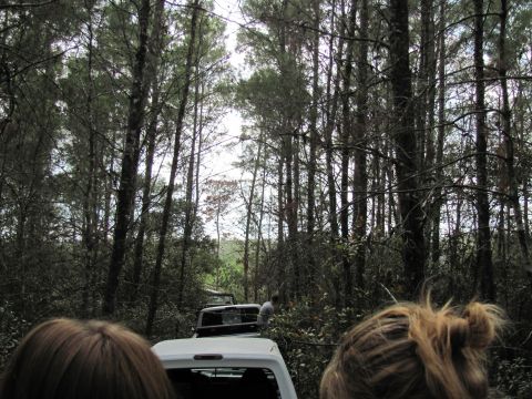 1990 Ford Bronco - A convoy of vehicles navigates a wooded trail, with the foreground showing the back of a white truck and people's heads.