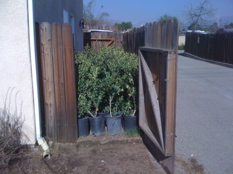 1968 Ford Mustang - A collection of potted plants is visible next to a wooden fence and gate, beyond an open gate, an asphalt driveway.