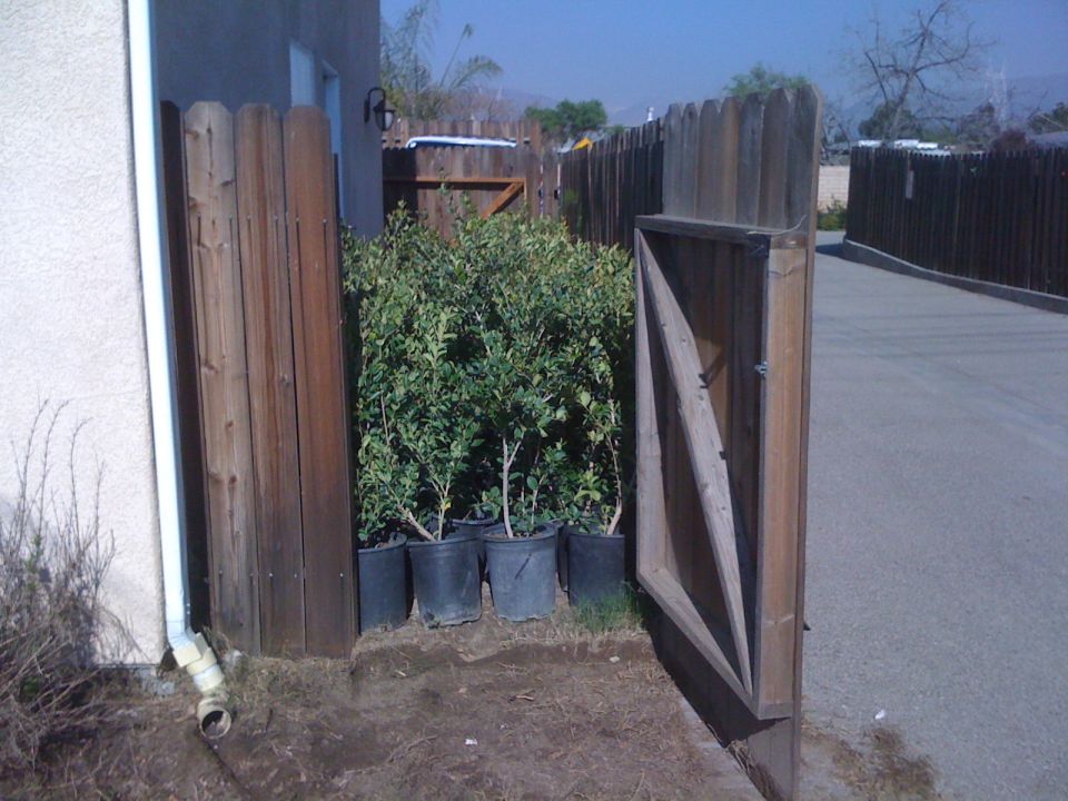 Potted green plants are lined up against a wooden fence with an open gate leading to an asphalt driveway