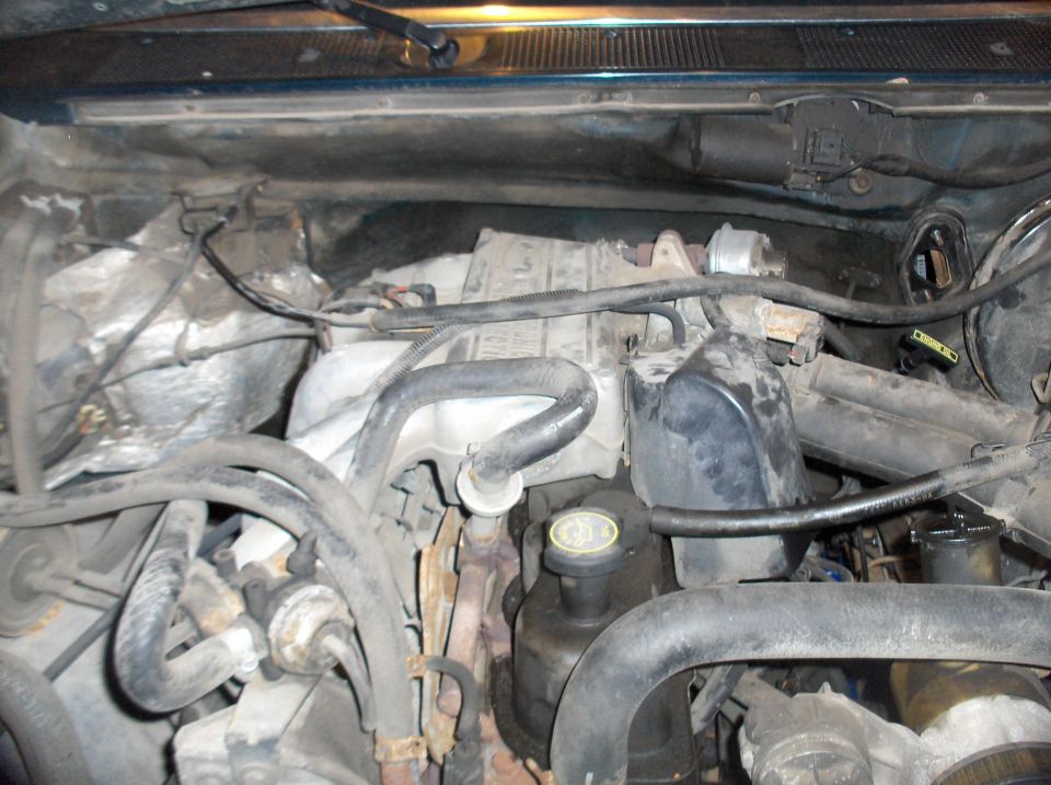 Engine bay with hoses and components visible