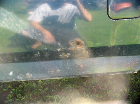1994 Ford F-150 - Rust damage is visible on the lower section of a dark green truck door.